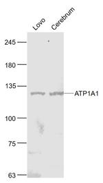 ATP1A1 Antibody in Western Blot (WB)