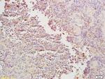 CDC40 Antibody in Immunohistochemistry (Paraffin) (IHC (P))