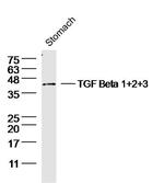 TGF Beta 1+2+3 Antibody in Western Blot (WB)