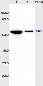 Phospho-GSK3 Alpha (Ser21) Antibody in Western Blot (WB)