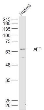 AFP Antibody in Western Blot (WB)