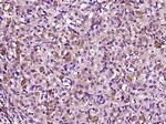 GDF9 Antibody in Immunohistochemistry (Paraffin) (IHC (P))