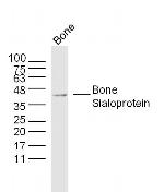 Bone Sialoprotein 1/2 Antibody in Western Blot (WB)