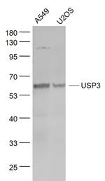 USP3 Antibody in Western Blot (WB)