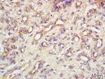 Endomucin Antibody in Immunohistochemistry (Paraffin) (IHC (P))