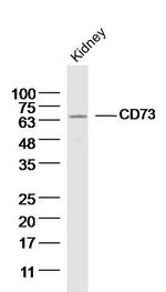 CD73 Antibody in Western Blot (WB)