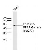 Phospho-PPAR Gamma (Ser273) Antibody in Western Blot (WB)