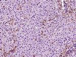 Apolipoprotein E Antibody in Immunohistochemistry (Paraffin) (IHC (P))