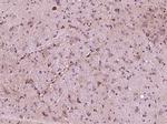 Apolipoprotein E Antibody in Immunohistochemistry (Paraffin) (IHC (P))