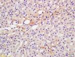 CXCR7/RDC1 Antibody in Immunohistochemistry (Paraffin) (IHC (P))