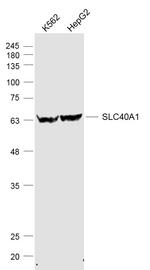 SLC40A1 Antibody in Western Blot (WB)