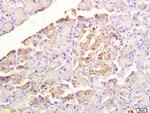 SDF1 Antibody in Immunohistochemistry (Paraffin) (IHC (P))