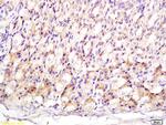 Metallothionein 3 Antibody in Immunohistochemistry (Paraffin) (IHC (P))