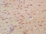 MPO Antibody in Immunohistochemistry (Paraffin) (IHC (P))