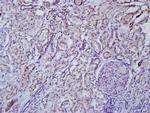 IL-1 Alpha Antibody in Immunohistochemistry (Paraffin) (IHC (P))