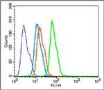 BDNF Antibody in Flow Cytometry (Flow)