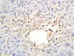 ARP4 Antibody in Immunohistochemistry (Paraffin) (IHC (P))