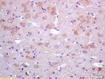 SAHH Antibody in Immunohistochemistry (Paraffin) (IHC (P))