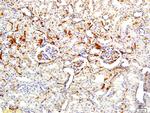 APOA2 Antibody in Immunohistochemistry (Paraffin) (IHC (P))