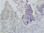 APOA2 Antibody in Immunohistochemistry (Paraffin) (IHC (P))