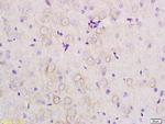 APOE Antibody in Immunohistochemistry (Paraffin) (IHC (P))