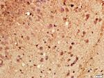 CYP46 Antibody in Immunohistochemistry (Paraffin) (IHC (P))