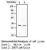 14-3-3 beta Antibody in Western Blot (WB)