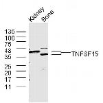 TNFSF15 Antibody in Western Blot (WB)