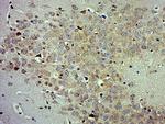 PON1 Antibody in Immunohistochemistry (Paraffin) (IHC (P))