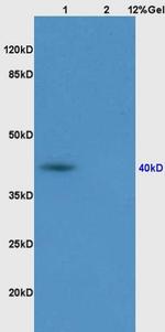 PON1 Antibody in Western Blot (WB)