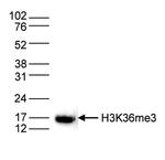 H3K36me3 Antibody in Western Blot (WB)