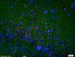 OPRS1 Antibody in Immunohistochemistry (Paraffin) (IHC (P))