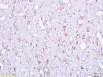 OPRS1 Antibody in Immunohistochemistry (Paraffin) (IHC (P))