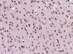 OPRS1 Antibody in Immunohistochemistry (Paraffin) (IHC (P))