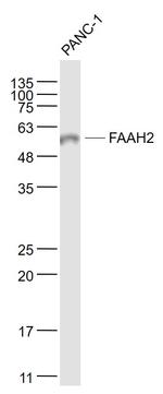 FAAH2 Antibody in Western Blot (WB)