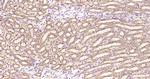 MSS1 Antibody in Immunohistochemistry (Paraffin) (IHC (P))