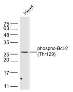 Phospho-Bcl-2Thr129 (Thr129) Antibody in Western Blot (WB)