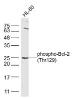 Phospho-Bcl-2Thr129 (Thr129) Antibody in Western Blot (WB)