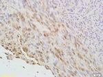 Phospho-CDKN1A (Thr145) Antibody in Immunohistochemistry (Paraffin) (IHC (P))