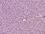 Phospho-CDKN1A (Thr145) Antibody in Immunohistochemistry (Paraffin) (IHC (P))