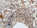 Phospho-CDKN1A (Thr57) Antibody in Immunohistochemistry (Paraffin) (IHC (P))