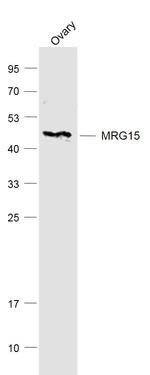 MRG15 Antibody in Western Blot (WB)