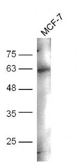 Phospho-CD244 (Tyr271) Antibody in Western Blot (WB)