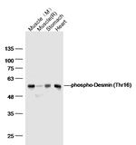 Phospho-Desmin (Thr17) Antibody in Western Blot (WB)