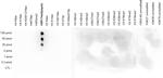 H3R17me2 Antibody in Dot Blot (DB)