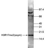 H3R17me2 Antibody in Western Blot (WB)