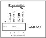 L3MBTL1 Antibody in Immunoprecipitation (IP)