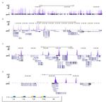 H3K4me3 Antibody in ChIP-Sequencing (ChIP-seq)