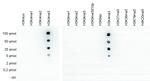 H3K4me3 Antibody in Dot Blot (DB)