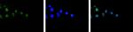 H3K4me3 Antibody in Immunocytochemistry (ICC/IF)